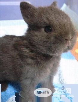 荷兰侏儒兔