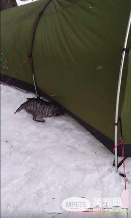 露营时被浪猫入侵帐篷 只是想找个庇护所保身