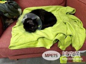 西班牙发生残忍虐猫案 小猫身中18颗子弹奇迹存活