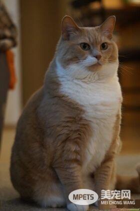 超励志！慵懒胖猫咪减肥三年 成功变身结实瘦猫