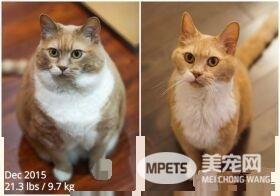超励志！慵懒胖猫咪减肥三年 成功变身结实瘦猫